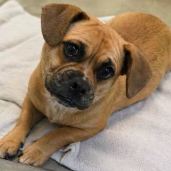 Chihuahua and Pug Dogs Available for Adoption in San Jacinto, California - Sergeant Stubby | PetCurious