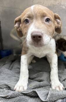 Wilder -  German Shepherd Dog and Mixed Breed Dog for Adoption in Westland, Michigan - Wilder | PetCurious