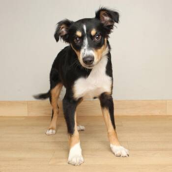 Dede D69924 -  Australian Shepherd and Mixed Breed Dog for Adoption in Minnetonka, Minnesota - Dede D69924 | PetCurious