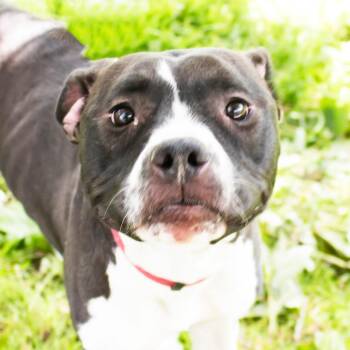 Bella -  Mixed Breed Dog for Adoption in Middletown, Rhode Island - Bella | PetCurious