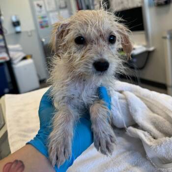 109050 -  Mixed Breed Dog for Adoption in Las Cruces, New Mexico - 109050 | PetCurious