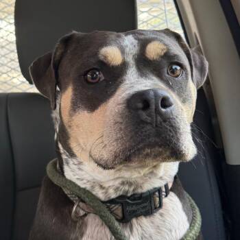 Josie -  American Bulldog Dog for Adoption in Jacksonville, Arkansas - Josie | PetCurious