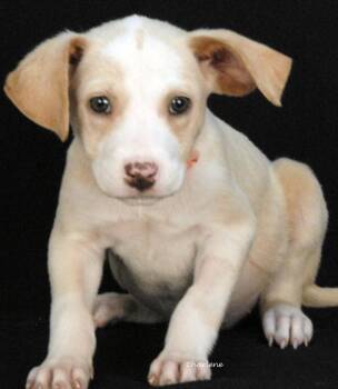 Takedown -  Beagle and Labrador Retriever Dog for Adoption in Newland, North Carolina - Takedown | PetCurious