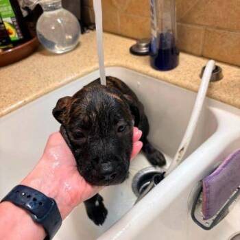 Tot -  Labrador Retriever and Plott Hound Dog for Adoption in Sanford, North Carolina - Tot | PetCurious