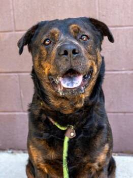 Rescue Rottweiler Dogs for Adoption in Deering, New Hampshire - Daquillo | PetCurious