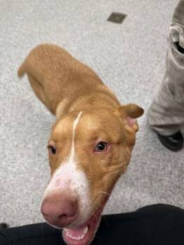 Pit Bull Terrier and Mixed Breed Dogs Available for Adoption - Pickles | PetCurious