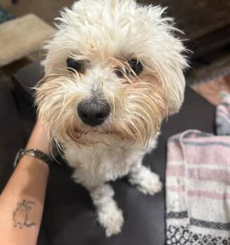 Poodle Dogs Available for Adoption - Opia | PetCurious