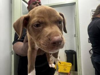 Wolcott -  Pit Bull Terrier and Mixed Breed Dog for Adoption in Westland, Michigan - Wolcott | PetCurious
