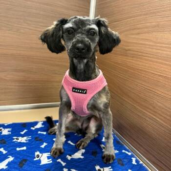 Trudy -  Shih Tzu and Mixed Breed Dog for Adoption in Cedar Park, Texas - Trudy | PetCurious