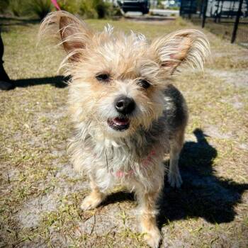 Yorkshire Terrier and Mixed Breed Dogs Available for Adoption - Elsa | PetCurious