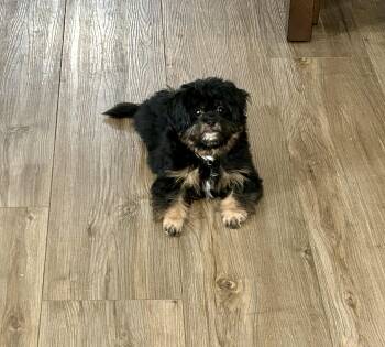 Maltipoo Dogs Available for Adoption in Chickasha, Oklahoma - Curly | PetCurious