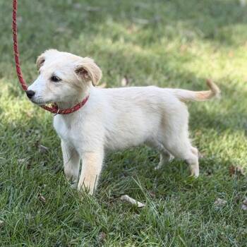 Polly -  Shepherd Dog for Adoption in Locust Fork, Alabama - Polly | PetCurious