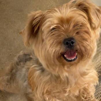 Tiffany -  Mixed Breed Dog for Adoption in Leander, Texas - Tiffany | PetCurious