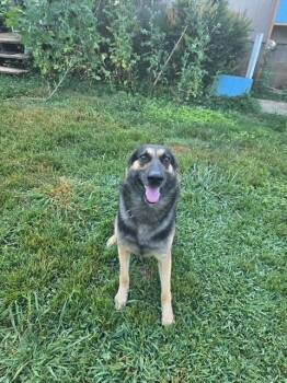 Loki -  German Shepherd Dog Dog for Adoption in Vale, North Carolina - Loki | PetCurious