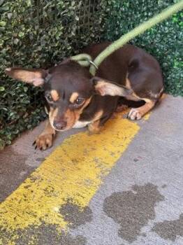 JASMINE -  Chihuahua and Mixed Breed Dog for Adoption in El Paso, Texas - JASMINE | PetCurious