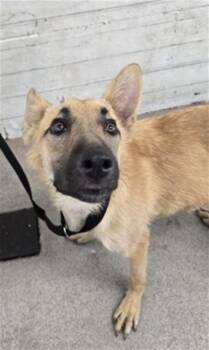 CLIVE -  Belgian Shepherd Malinois and Mixed Breed Dog for Adoption in San Bernardino, California - CLIVE | PetCurious