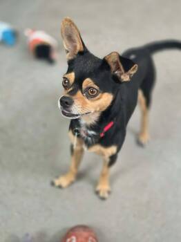 Muenster -  Chihuahua Dog for Adoption in Phoenix, Arizona - Muenster | PetCurious