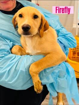 Labrador Retriever Dogs Available for Adoption in Rock Hill, New York - Firefly | PetCurious