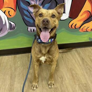 Doc -  Husky and Terrier Dog for Adoption in Lyndhurst, Virginia - Doc | PetCurious