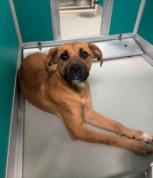 Boxer and Mixed Breed Dogs Available for Adoption in Oklahoma City, Oklahoma - ROSE PETAL | PetCurious
