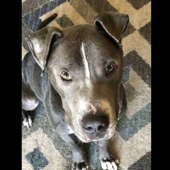 Rescue Mixed Breed Dogs for Adoption in New York, New York - Torben | PetCurious