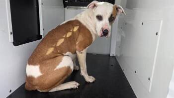 A1270417 -  Pit Bull Terrier and Boxer Dog for Adoption in Charlotte, North Carolina - A1270417 | PetCurious