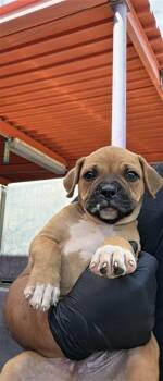 61662517 -  Boxer and Mixed Breed Dog for Adoption in El Paso, Texas - 61662517 | PetCurious