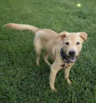 Hopper -  Labrador Retriever and Mixed Breed Dog for Adoption in Saugus, Massachusetts - Hopper | PetCurious