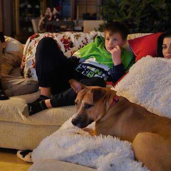 Mixed Breed Dogs Available for Adoption - Ezra | PetCurious