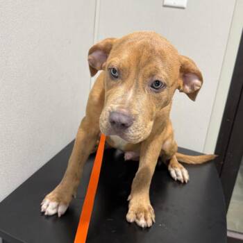Tyson -  American Bulldog and Mixed Breed Dog for Adoption in Tampa, Florida - Tyson | PetCurious