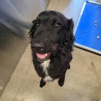 Ripley -  Newfoundland Dog Dog for Adoption in Sand Springs, Oklahoma - Ripley | PetCurious