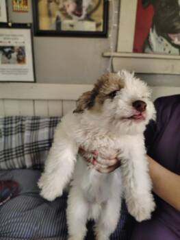 Sound Pups (ECHO) -  Terrier Dog for Adoption in Fort Worth, Texas - Sound Pups (ECHO) | PetCurious