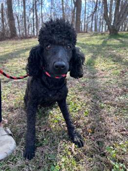 Poodle Dogs Available for Adoption - Jetta Feb 26 | PetCurious