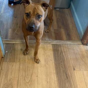 Boxer Dogs Available for Adoption - Kylie | PetCurious