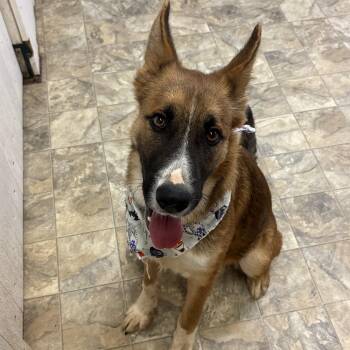 Rescue Shepherd Dogs for Adoption in Pilot Point, Texas - Seth | PetCurious