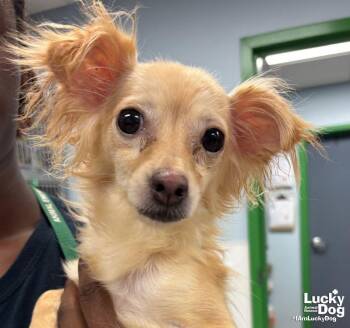 Muffin -  Chihuahua Dog for Adoption in Washington, District Of Columbia - Muffin | PetCurious