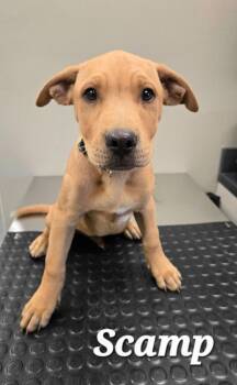 Scamp Yrly 438 -  Hound Dog for Adoption in Sidney, Ohio - Scamp Yrly 438 | PetCurious