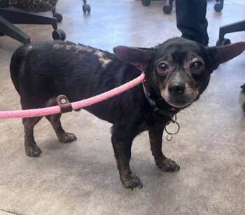 MURPHY -  Mixed Breed Dog for Adoption in Dallas, Texas - MURPHY | PetCurious