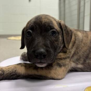 scout -  Mixed Breed Dog for Adoption in Chattanooga, Tennessee - Scout | PetCurious
