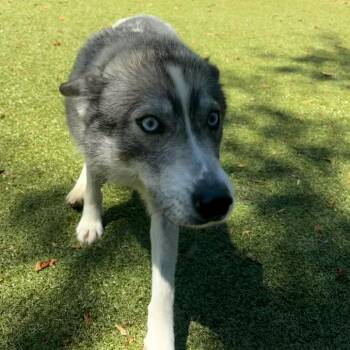 Husky and Mixed Breed Dogs Available for Adoption in Charlottesville, Virginia - Kelly Wentworth | PetCurious