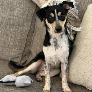 Pancho -  Rat Terrier and Cattle Dog Dog for Adoption in Fort Collins, Colorado - Pancho | PetCurious