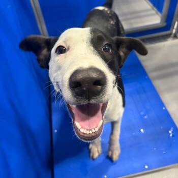 Spot KCAC -  Mixed Breed and Shepherd Dog for Adoption in Kerrville, Texas - Spot KCAC | PetCurious