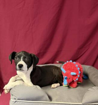 Beagle Dogs Available for Adoption in Opelousas, Louisiana - BONNIE | PetCurious