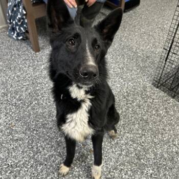 Shepherd and Mixed Breed Dogs Available for Adoption in Moravia, New York - Luna | PetCurious