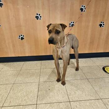 Rescue Shar Pei Dogs for Adoption in Ludington, Michigan - Doug | PetCurious