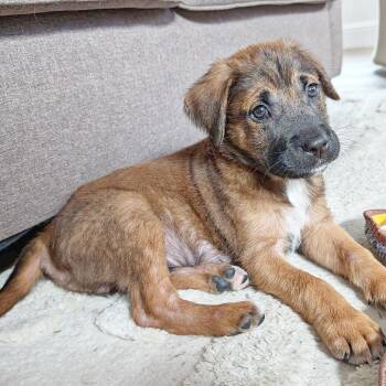 Shepherd and Mixed Breed Dogs Available for Adoption in Lewisville, Texas - Cowboy | PetCurious