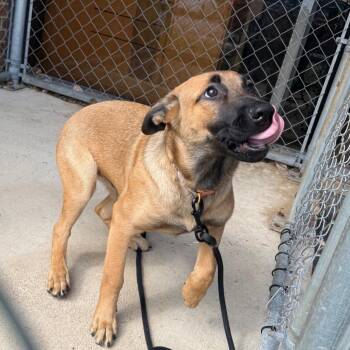 Scottie -  Shepherd Dog for Adoption in Birmingham, Alabama - Scottie | PetCurious