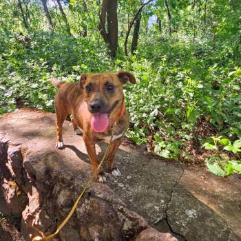 Skye -  American Staffordshire Terrier Dog for Adoption in Chico, California - Skye | PetCurious