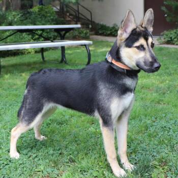 Sani -  Mixed Breed Dog for Adoption in Port Washington, New York - Sani | PetCurious