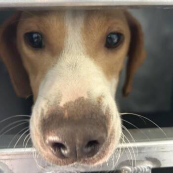 Simon(New York) -  Mixed Breed Dog for Adoption in Greensboro, North Carolina - Simon(New York) | PetCurious